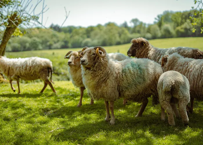 Somerset Shepherds Huts