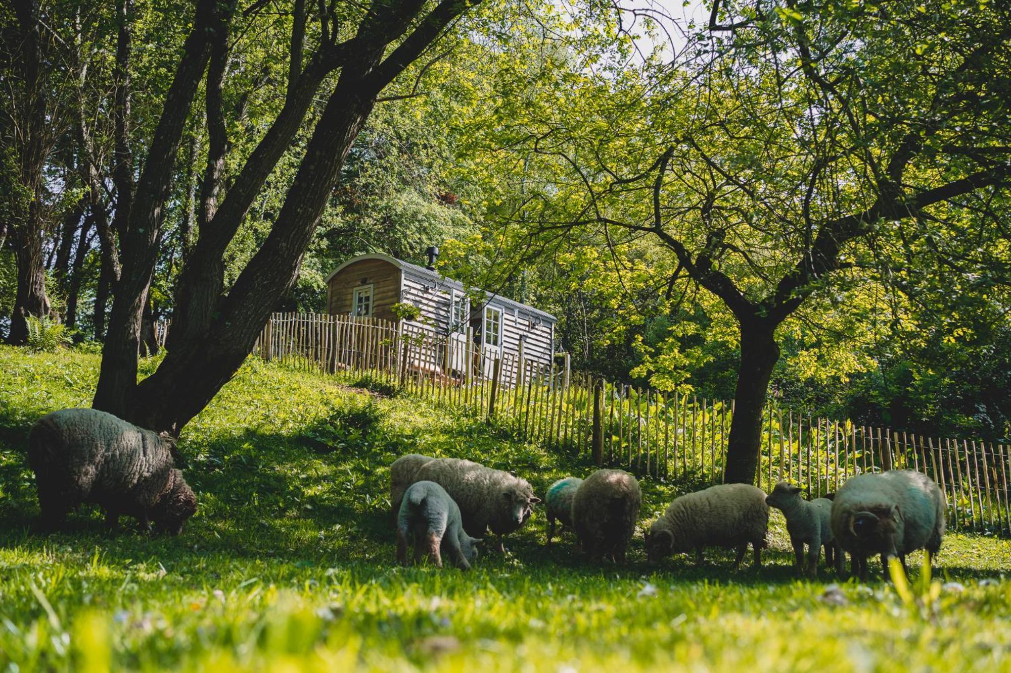 Campsite Somerset Shepherds Huts Winsham